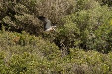 Booted-Eagle-(104)-unedited-fbook.jpg