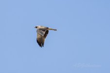 Booted-Eagle-(98)-unedited-fbook.jpg