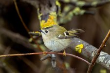 Goldcrest-(1)-fbook.jpg