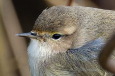 Siberian-Chiffchaff-(115)-cropped-fbook.jpg