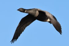 20231211 (62)_Brent_Goose.JPG