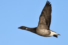 20231211 (64)_Brent_Goose.JPG