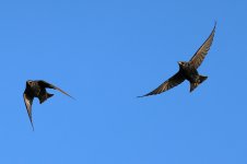 20231211 (66)_Starling.JPG