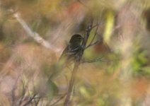 Flycatcher_76208.jpg