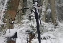 Continental Long-tailed Tit & Crested Tit.jpg