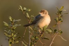 HSA_0630 Cisticola.JPG