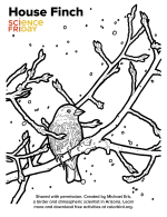 House-Finch-Coloring-Sheet.png