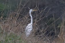 Great White Egret (2023.12.23).jpg