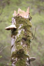 Newbridge - fungi on Silver birch - small.jpg