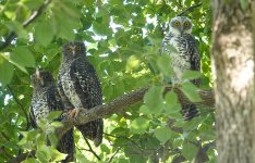 DSC01499 Powerful Owl @ Northbridge bf.jpeg