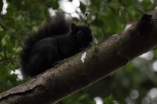 20231216 (2)_Black_Grey_Squirrel.JPG