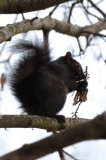 20231216 (4)_Black_Grey_Squirrel.JPG