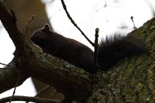 20231216 (6)_Black_Grey_Squirrel.JPG