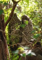 DSC01838 Powerful Owls @ Wreck Bay Trail Northbridge bf.jpeg