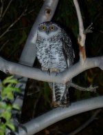 DSC01949 Powerful Owl @ Sailors Bay  Northbridge.jpeg