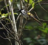 DSC01593 White-cheeked Honeyeater @ Sailors Bay Creek bf.jpeg