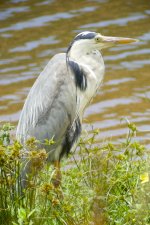 Grey heron 4 (best).jpg