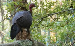 DSC01836 Australian Brush Turkey @ Northbridge bf.jpeg