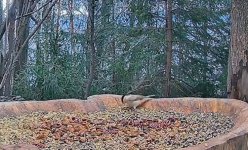 WIllow Tit, Zywiec, Poland.jpg