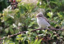 Red-backed Shrike.JPG