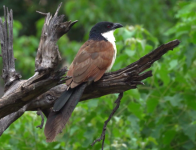 coucal.png
