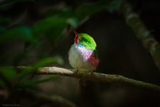 Cuban Tody  11.8.23 La Sabina B06925EE.jpg