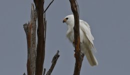 A18 Grey Goshawk.jpg