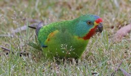 A14 Swift Parrot.jpg