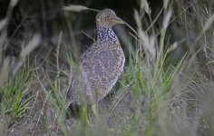 A03 Plains-wanderer.jpg