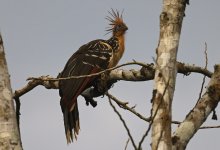 A02 Hoatzin.jpg