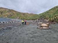 2023.12.10 Macquarie Island.jpg