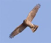 Sparrow Hawk flying over 2.jpeg