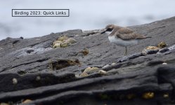 DSC02260 Birding 2023: Quick Links banner bf.jpeg