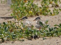 DSC02061 Little Terns @ Karagi Point bf.jpeg