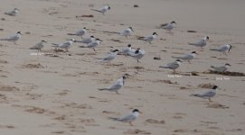 DSC02131 Little & Fairy Terns @ Karagi Point bf.jpeg