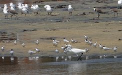 DSC02038 Little Egret & Little Terns @ Karagi Point bf.jpeg
