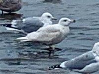 Wendy's gull closer.jpeg