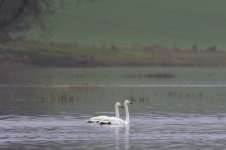 20230103 - Whooper swan pair on Isla floodwater.jpg