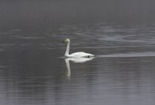 20230103 - Whooper swan on Isla floodwater.jpg