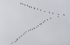 20230103 - Pink-footed geese flyover.jpg