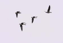 20230103 - Pink-footed geese overhead.jpg