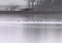 20230103 - A gaggle of Goldeneye males.jpg