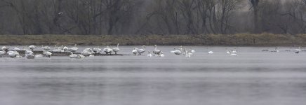 20230103 - Whooper Swans and friends on the Isla flood water.jpg