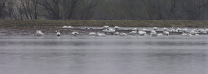 20230103 - Whooper Swans on the Isla flood water.jpg