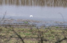 Great White Egret flooded Lugg DSC_8545.jpg