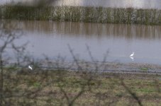 Two Great White Egrets DSC_8548.jpg