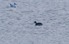 A Black-necked Grebe  001.jpg