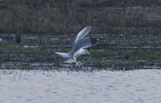 A Hybrid Gull 005.jpg