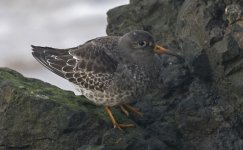 B Purple Sandpiper 003.jpg