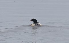 C Goosander 001.jpg